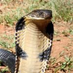 En zehirli 10 hayvan: Doğanın en ölümcül yaratıklarına dikkat edin