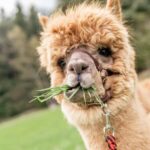 En tüylü 10 hayvan: dünyadaki hayvanlar