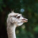 Dünyanın En Aptal 10 Hayvanı