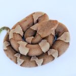 Amerika Birleşik Devletleri'nde Bulunan En Ölçekli 20 Hayvan