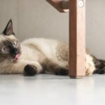 Down Sendromlu 10 Hayvan