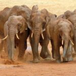 En Büyük 10 Kara Hayvanı