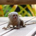 Dünyanın En İyi 10 Küçük Hayvanı - Dünya Çapındaki Hayvanlar