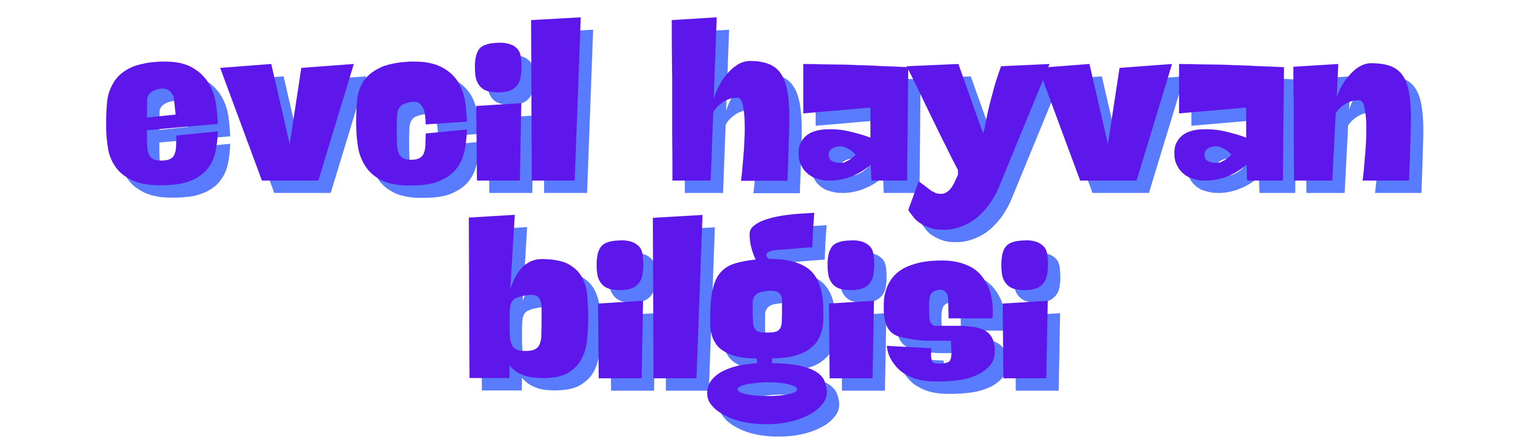 evcil hayvan bilgisi