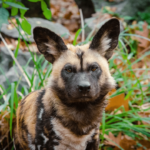 Savananın en popüler 10 hayvanı: dünyanın dört bir yanından hayvanlar