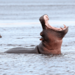 En şişman 10 hayvan