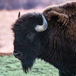 Milli Parklarda Tespit Edilebilecek En İyi 10 Yaban Hayatı Türü