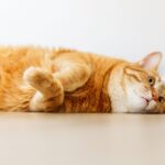 Harika Kediler İçin W Harfiyle Başlayan En Popüler Kedi İsimleri