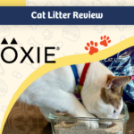 Boxie Glo Natural Attractions Topaklanan Kil Kedi Kumu İncelemesi 2024: Uzman Görüşümüz