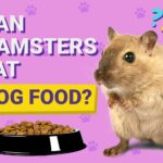 Hamsterlar Köpek Maması Yiyebilir mi? Bilmeniz Gerekenler
