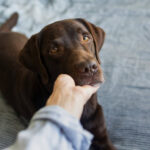 Köpeklerde Kusma ve İshal: Veterinerimiz Ne Yapılması ve Ne Zaman Endişelenilmesi Gerektiğini Açıklıyor