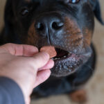 Köpekler İçin Taurin: Kullanımı, Faydaları, Takviyeleri ve Daha Fazlası (Veteriner Cevabı)