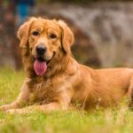 Köpeğinizi Nasıl Mutlu Edebilirsiniz: Veteriner Onaylı 12 Etkili İpucu