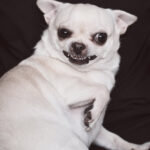 Köpeğim Onu Sevdiğimde Neden Büyüyor? Veteriner Onaylı 7 Neden ve Nasıl Yardım Edilir?