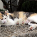 Kedilerde Meme Kanseri: Veterinerimiz Belirtileri, Nedenlerini ve Tedavisini Tartışıyor