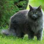 Kedi Parkları: Var Olmamalarının 4 Sebebi