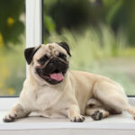 Puglar Hipoalerjenik midir? Köpek Alerjilerinin Açıklaması (Veteriner Onaylı)