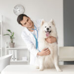 Köpeklerde Anemi Tedavisi: Veterinerimiz 11 Seçeneği Açıklıyor