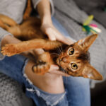 Dört Ayaklı Arkadaşınız İçin F ile Başlayan En Popüler Kedi İsimleri