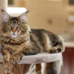 P Harfiyle Başlayan En Popüler Kedi İsimleri (2024 Güncellendi)