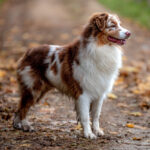 Kovboy Köpeğiniz için 275+ Batı Köpek İsimleri