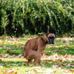 Köpeklerde İshal Nasıl Durdurulur: Veteriner Onaylı 5 İpucu