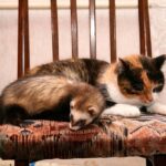 Kediler Gelincik Yemi Yiyebilir mi? Veteriner Onaylı Beslenme Değerleri ve SSS