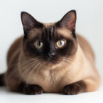 Sevimli Evcil Hayvanınız İçin A ile Başlayan En Popüler Kedi İsimleri