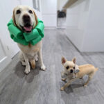 Evde Yapabileceğiniz 7 Kendin Yap Köpek Konileri: Veterinerler Tarafından Test Edilmiştir ve Resimlidir