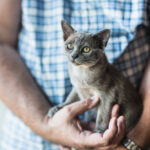 H ile Başlayan En Popüler Kedi İsimleri (2024 Güncellendi)