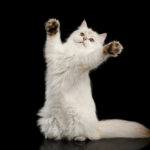 Yeni Sevinciniz İçin J Harfiyle Başlayan En Popüler Kedi İsimleri