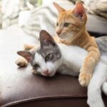 İki kedi nasıl geçinir?