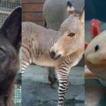 Zürafaların dili: Pigmentasyon ve şaşırtıcı işlevler